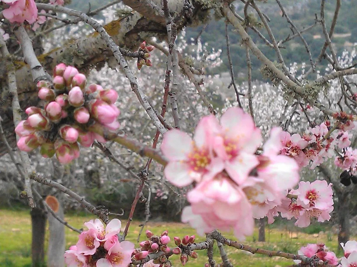 Finca Ses Rotes Cala Llombards 度假居
