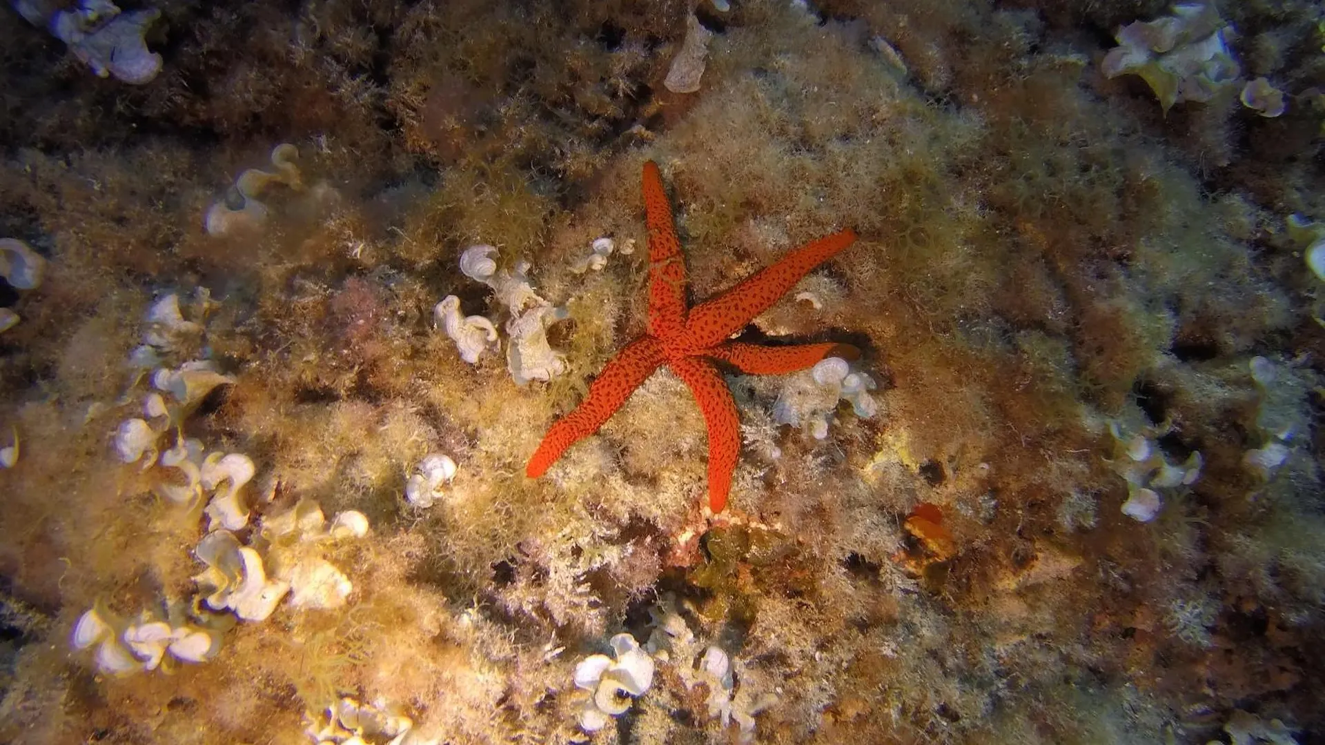 Prázdninový dům Finca Ses Rotes Cala Llombards